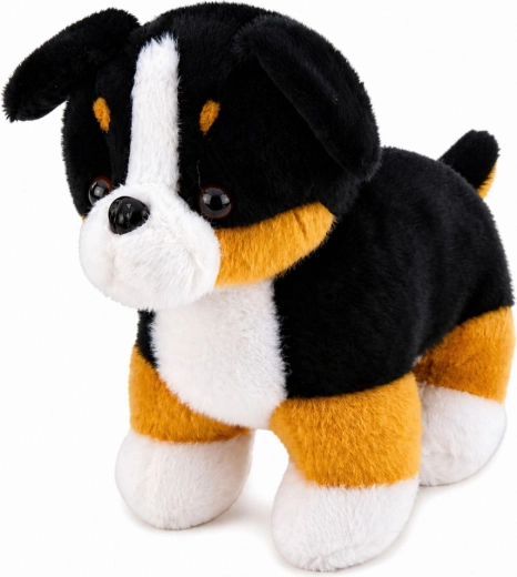 Realistische Berner Sennenhond-uitstraling