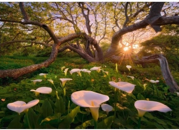 Puzzle 1000 Teile Magischer Wald Kalie