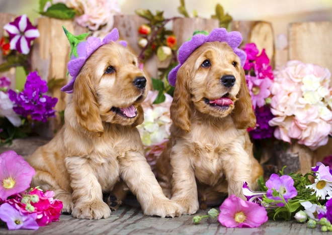 Puzzle chiots cocker spaniel avec chapeaux fleuris 1000 pièces
