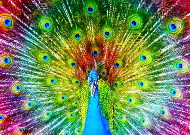 Colorful Peacock Puzzle 1000 Pieces