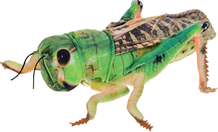 Plush Grasshopper 40 cm – Green