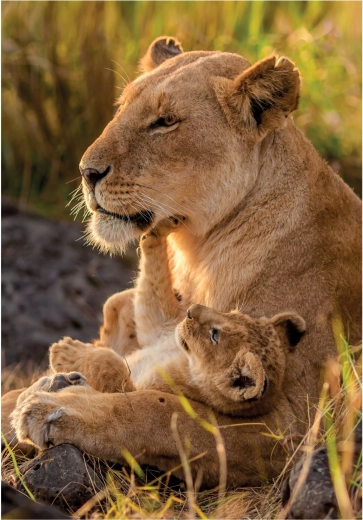 CLEMENTONI puzzel Kattenliefde 500 stukjes