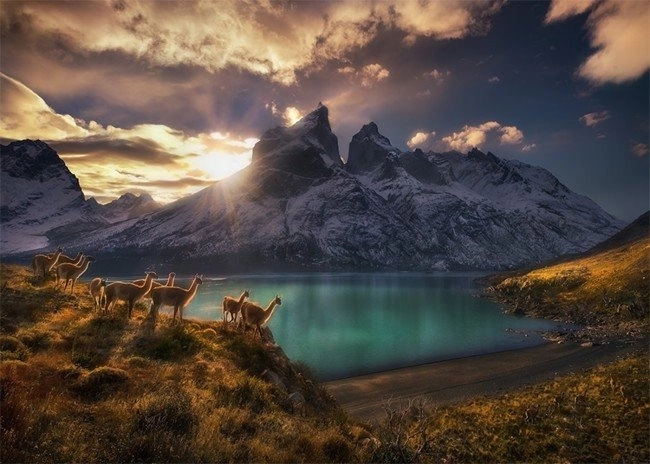 Puzzle Chile Lamy Guanako 1000 pieces