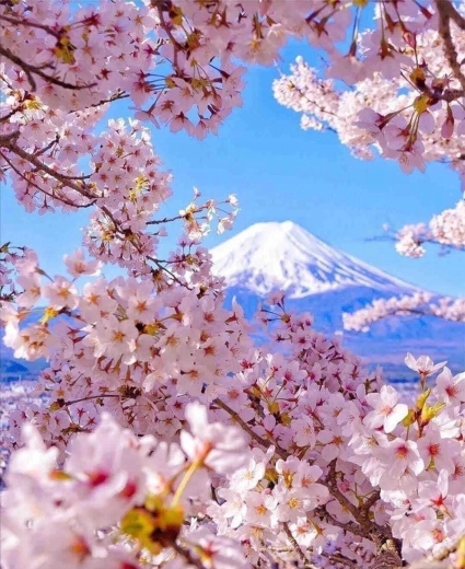 Diamond Painting Mount Fuji with Cherry Blossom 30 × 40 cm