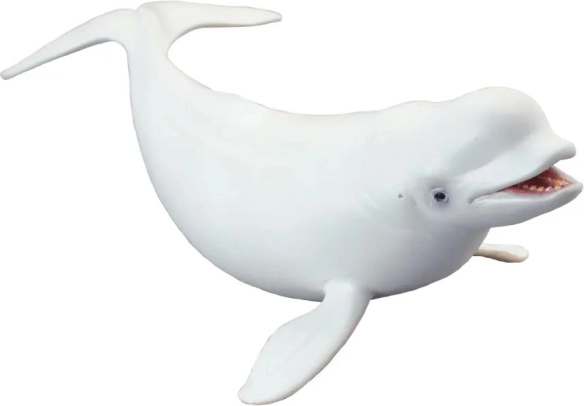 Model Beluga North