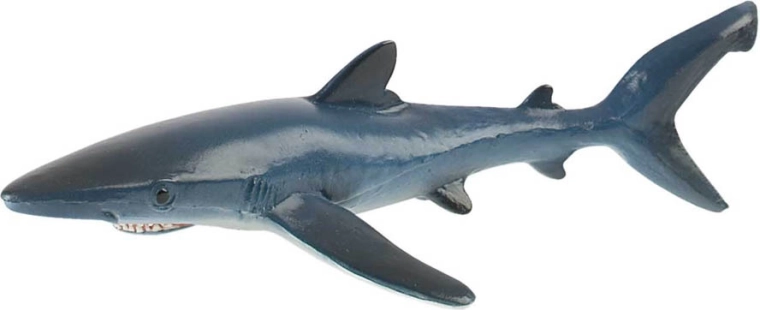 Blue shark