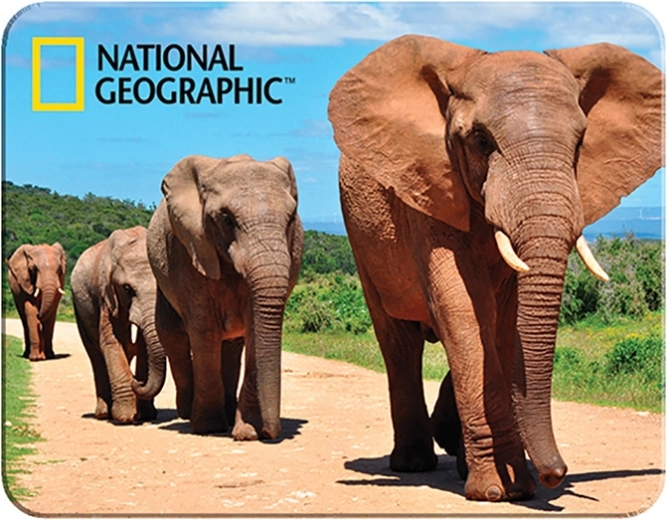 3D Magnet African Elephants