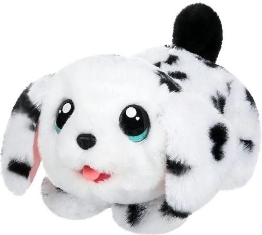 Adorable Dalmatian ready to cuddle