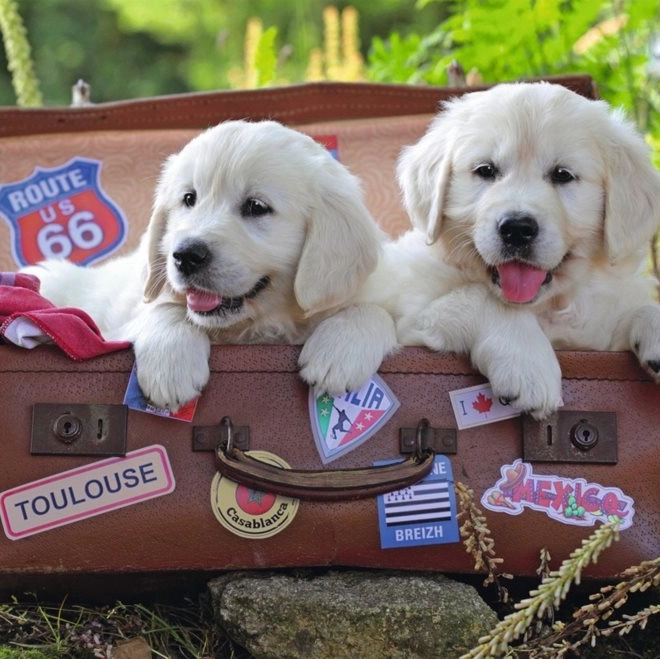 Ravensburger Puzzle Traveling Puppies 100 Pieces