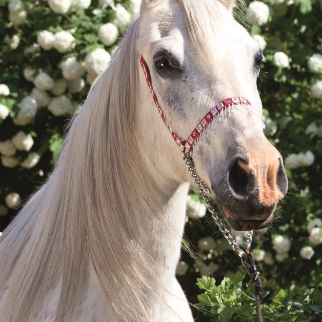 Puzzel Wereld van Paarden: Portret van Schimmel 54 stukjes