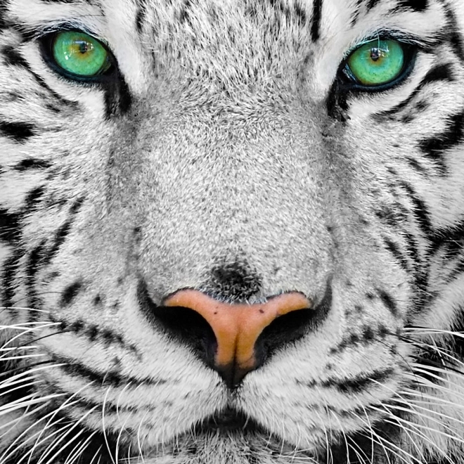 Enjoy puzzel witte Siberische tijger 1000 stukjes