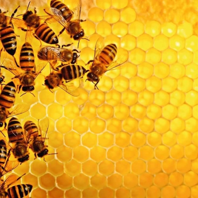 Puzzle 1000 pièces Nature - Abeilles