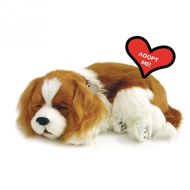 Ademend Cavalier Puppy