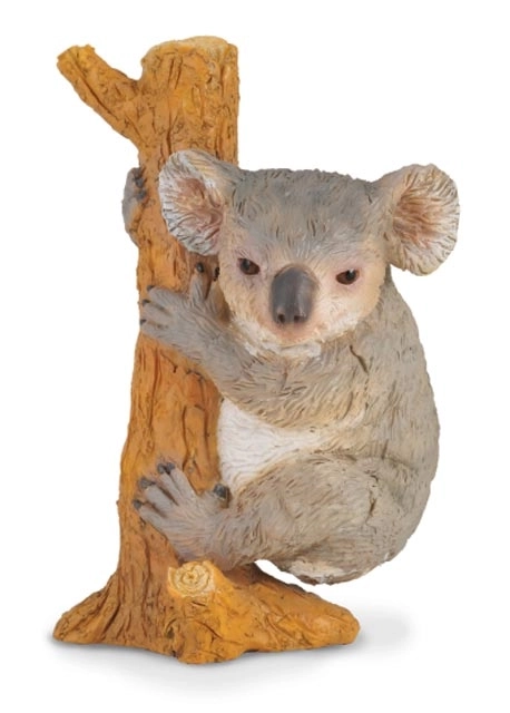 Koala in de boom