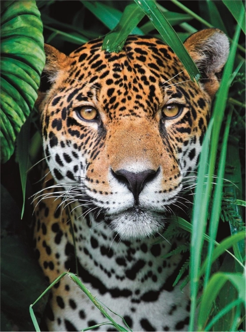 Puzzel 500 Stukken van Hoge Kwaliteit, Jaguar in de Jungle