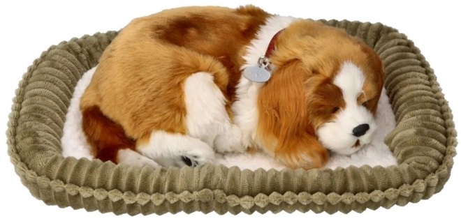 Ademend Cavalier Puppy