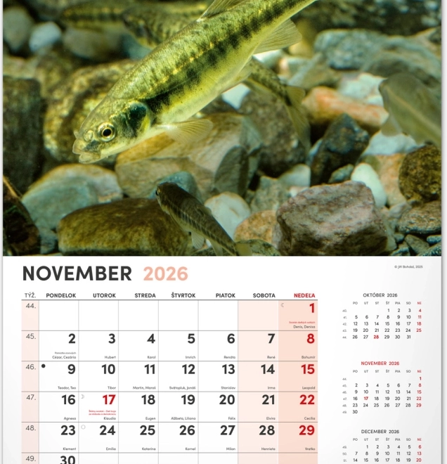 Muurkalender Vissen 2026
