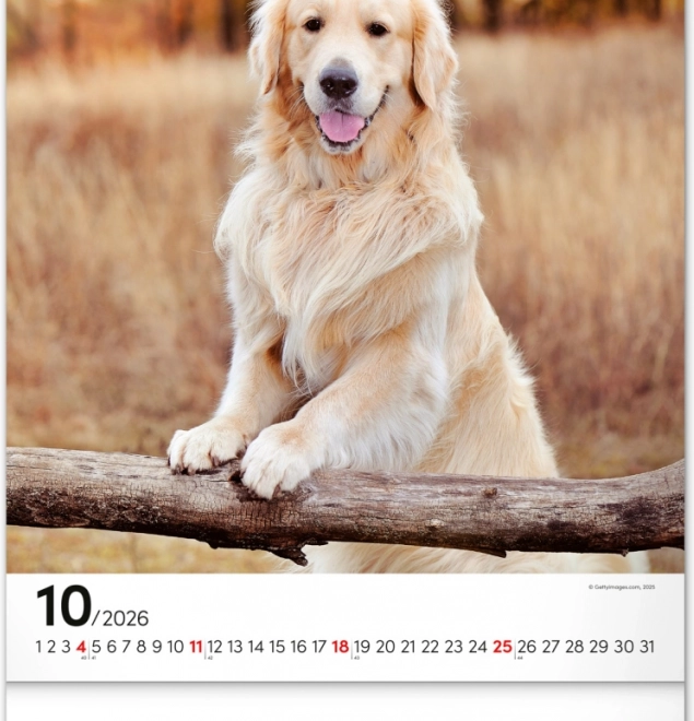 Calendrier mural Chiens 2026