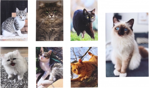 Cat Small Notebook 40 Sheets