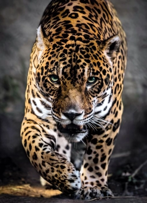 Jaguar 1000 Piece Puzzle