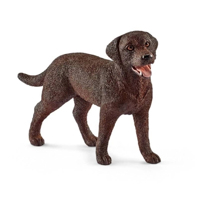 Labrador Retriever Teef