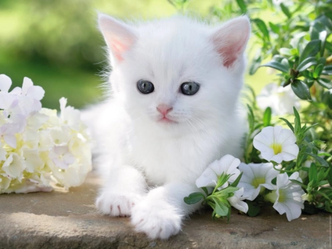 Ravensburger puzzel wit kitten 1500 stukjes