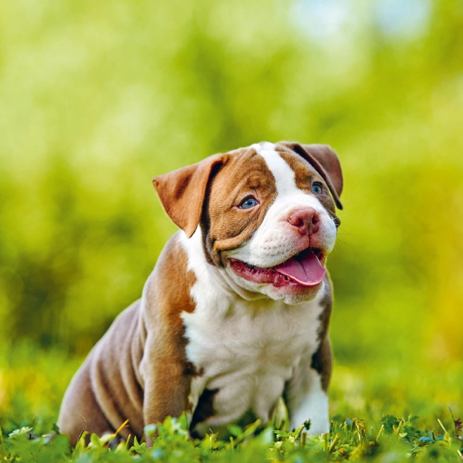 Notitiekalender Puppies 2025, 30 × 30 cm