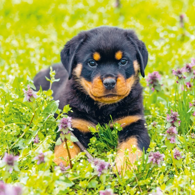 Notitiekalender Puppies 2025, 30 × 30 cm