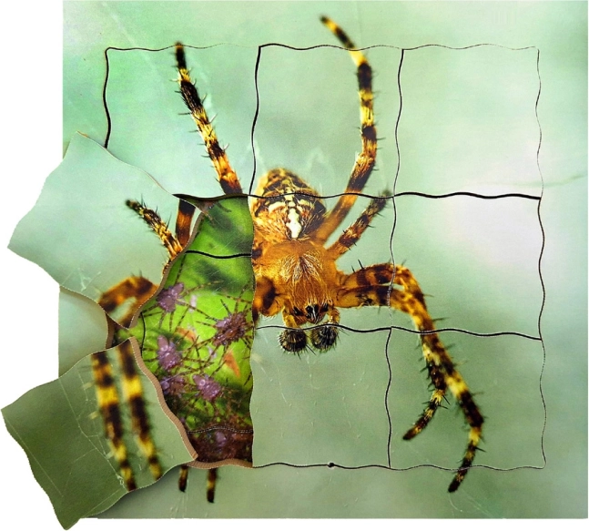 Puzzle en bois superposé Araignée et son cycle de vie