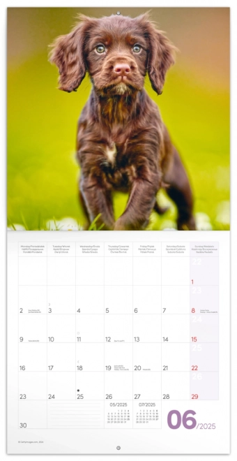 Notitiekalender Puppies 2025, 30 × 30 cm