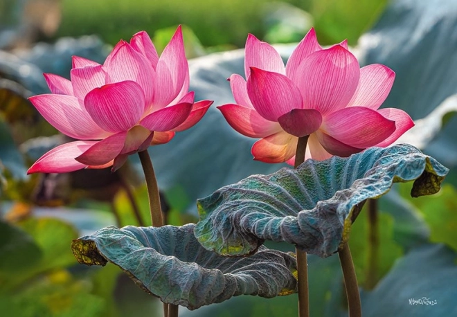 Puzzle Pink Lotus Flowers 500 Pieces
