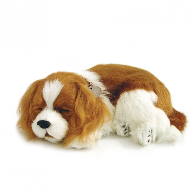 Ademend Cavalier Puppy