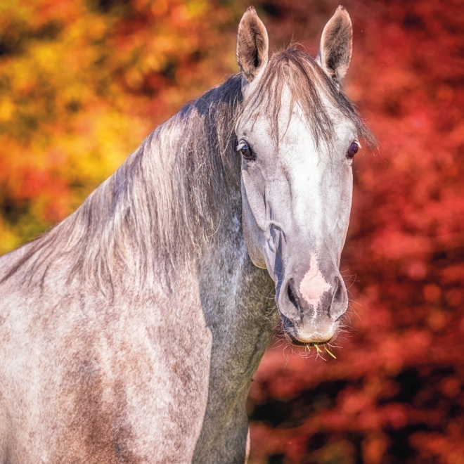 NOTIQUE Notitiekalender Paarden – Christiane Slawik 2025, 30 x 30 cm