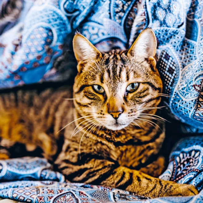 Beautiful cat photos every month