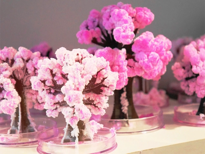 Magische Sakura Boom