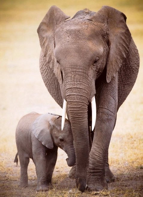 Puzzle Elephant and Calf 1000 Pieces