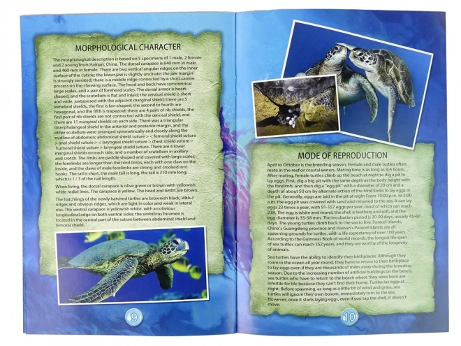 Educational Set Turtle Ammonite Excavation