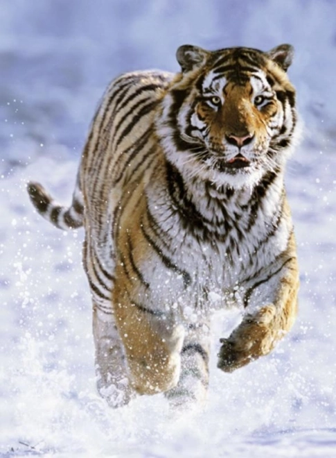 Ravensburger puzzel Tijger in de winter 500 stukjes