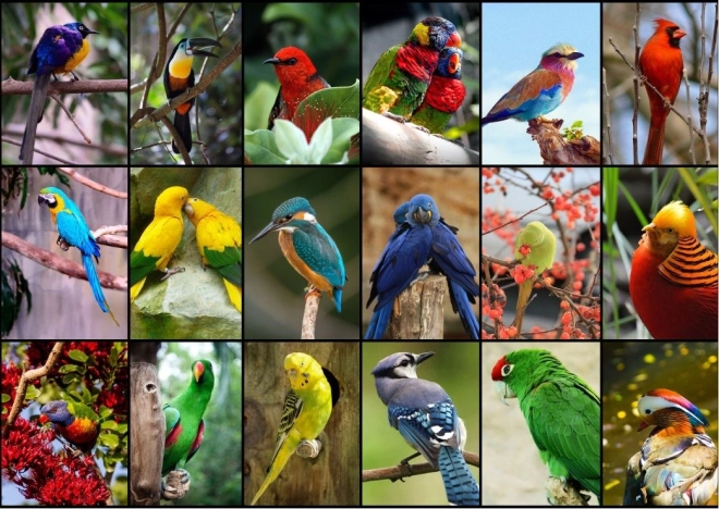 Puzzle Les plus beaux oiseaux du monde 1500 pièces