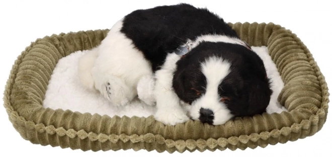 Breathing Border Collie Puppy for Adoption
