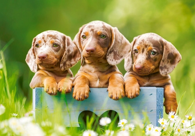 Puzzle 500 Pieces Adorable Dachshunds