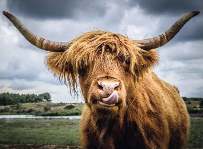Ravensburger Puzzle Moments Highland Cattle 300 pièces