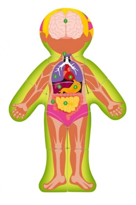 Woody Wooden Double-sided Puzzle Human Body - Girl