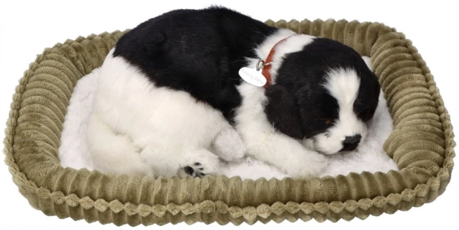 Chiot Border Collie respirant à adopter