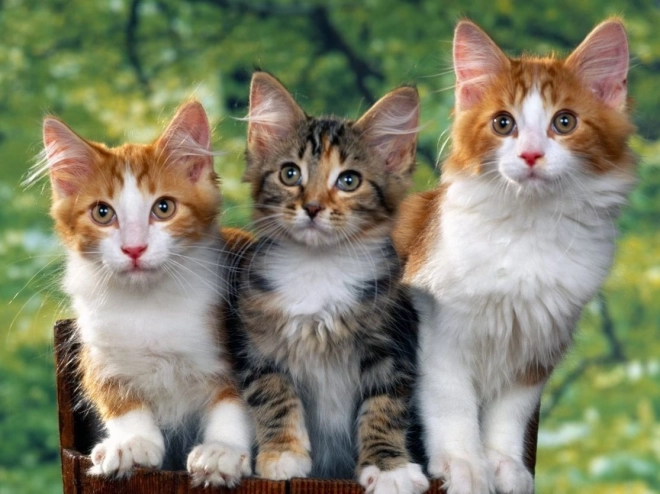 Norimpex Diamantschilderen Katten 30x40 cm