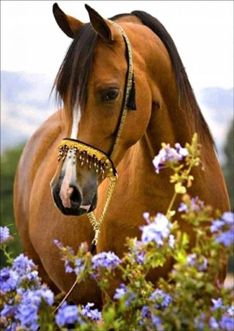 Diamond Painting Horse Grace 30 × 40 cm
