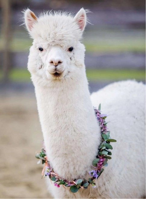 Ravensburger puzzel alpaca 200 stukjes