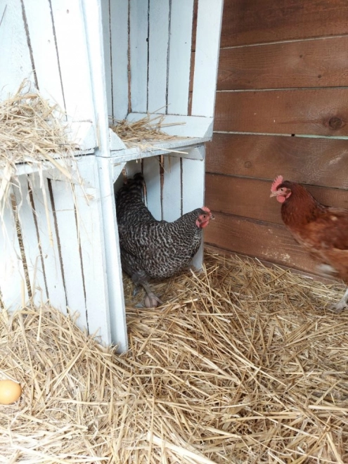 Houten eieren in een stempelbakje 6 stuks