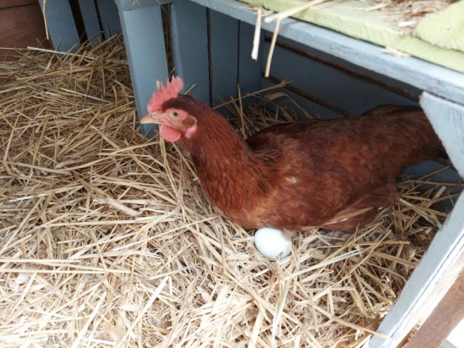 Houten eieren in een stempelbakje 6 stuks