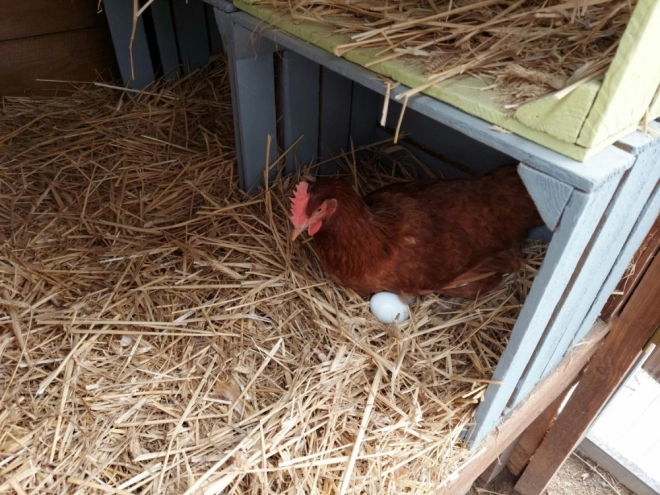 Houten eieren in een stempelbakje 6 stuks